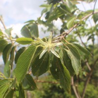 Grewia bracteata Roth